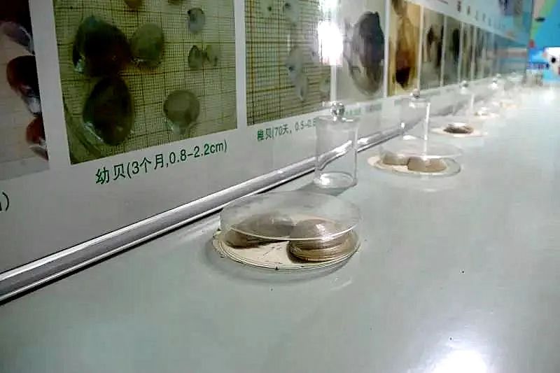 “乘风破浪”!35万海蚌宝宝归家...... “乘风破浪”!35万海蚌宝宝归家......