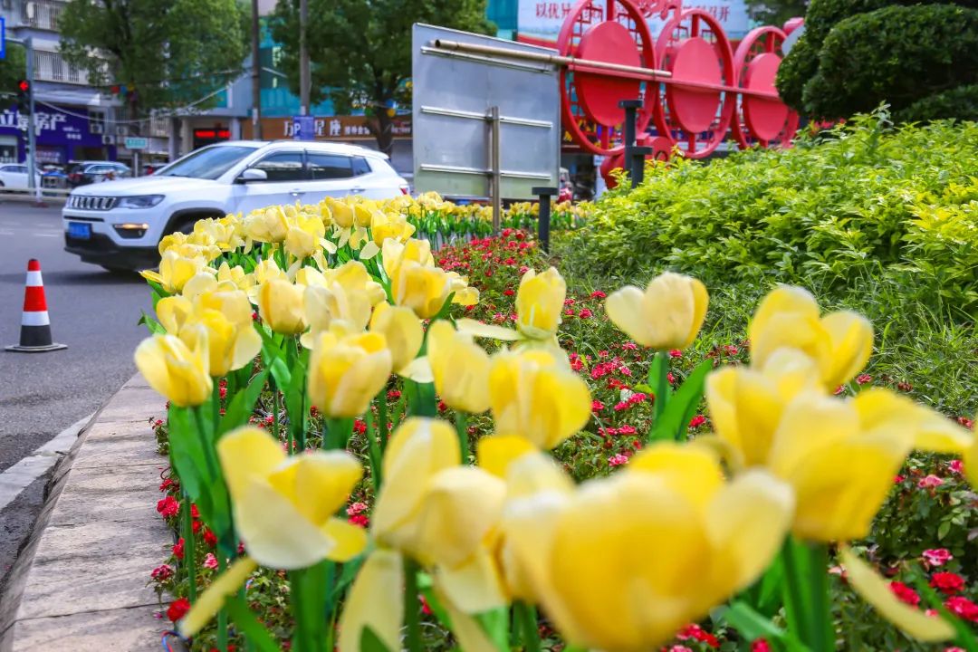 氛围感拉满!长乐街头这么美,为的是…… 氛围感拉满!长乐街头这么美,为的是……