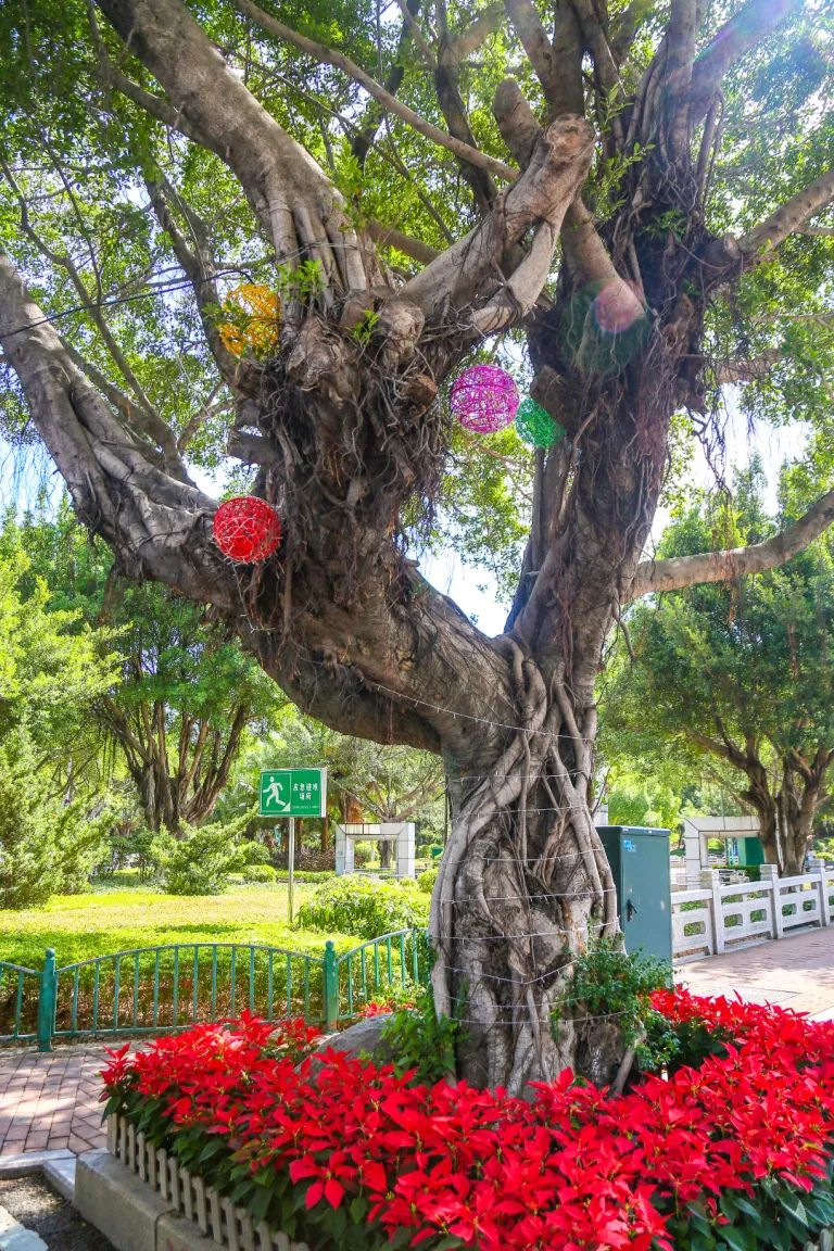 氛围感拉满!长乐街头这么美,为的是…… 氛围感拉满!长乐街头这么美,为的是……